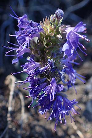 Hyssopus officinalis \ Ysop, Isop / Hyssop, F Ventavon 6.10.2021