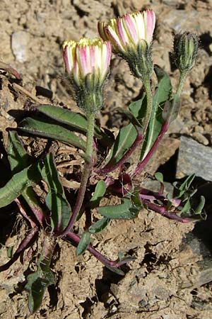 Hieracium pilosella \ Mausohr-Habichtskraut, Kleines Habichtskraut / Mouse-Ear Hawkweed, F Pyrenäen/Pyrenees, Err 26.6.2008