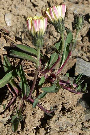 Hieracium pilosella \ Mausohr-Habichtskraut, Kleines Habichtskraut, F Pyrenäen, Err 26.6.2008