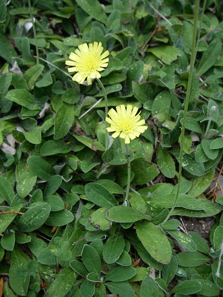 Hieracium pilosella \ Mausohr-Habichtskraut, Kleines Habichtskraut, F Elsass, Murbach 3.8.2008