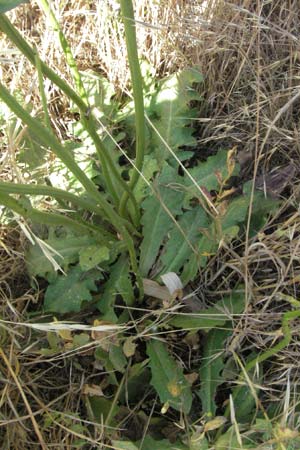 Hypochaeris radicata / Common Cat's-Ear, F S. Gilles 7.6.2006