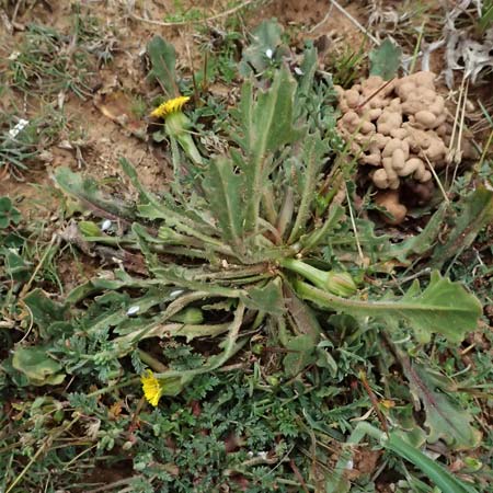 Hedypnois rhagadioloides / Cretan Weed, F St. Martin-de-Crau 17.3.2024