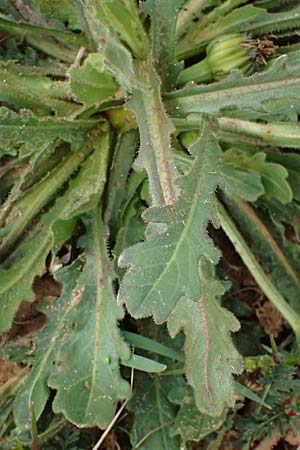 Hedypnois rhagadioloides \ Rhrchenkraut, F St. Martin-de-Crau 17.3.2024