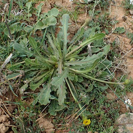 Hedypnois rhagadioloides / Cretan Weed, F St. Martin-de-Crau 17.3.2024