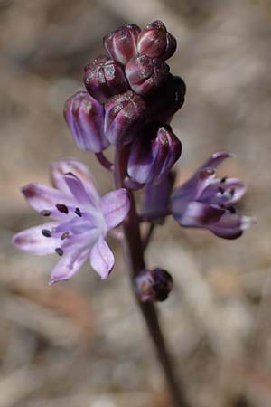 Scilla autumnalis / Autumn Squill, F Alsace, Westhalten 24.9.2021