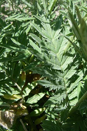 Descurainia tanacetifolia \ Rainfarn-Rauke / Tansy-Leaved Mustard, F Col de Lautaret Botan. Gar. 28.6.2008