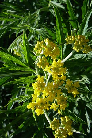 Descurainia tanacetifolia \ Rainfarn-Rauke / Tansy-Leaved Mustard, F Col de Lautaret Botan. Gar. 28.6.2008