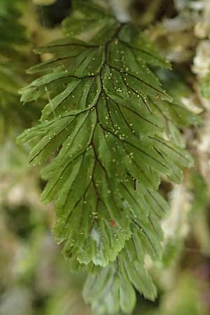 Hymenophyllum tunbrigense \ Englischer Hautfarn / Tunbridge Filmy Fern, F Turquestein-Blancrupt 5.6.2018