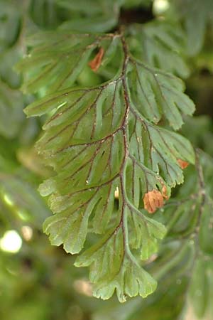 Hymenophyllum tunbrigense \ Englischer Hautfarn / Tunbridge Filmy Fern, F Turquestein-Blancrupt 5.6.2018