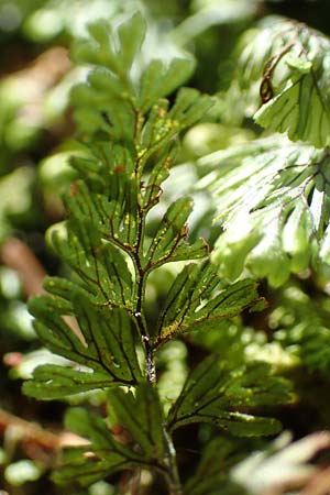 Hymenophyllum tunbrigense \ Englischer Hautfarn, F Turquestein-Blancrupt 5.6.2018