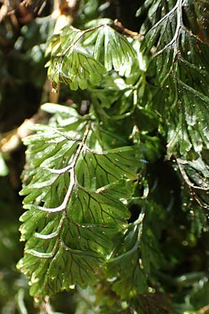 Hymenophyllum tunbrigense \ Englischer Hautfarn / Tunbridge Filmy Fern, F Turquestein-Blancrupt 5.6.2018