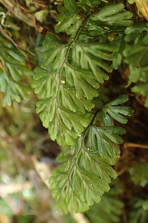 Hymenophyllum tunbrigense \ Englischer Hautfarn / Tunbridge Filmy Fern, F Turquestein-Blancrupt 5.6.2018