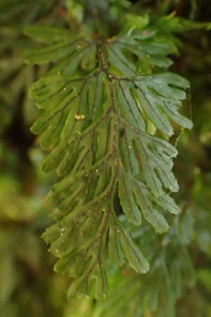 Hymenophyllum tunbrigense \ Englischer Hautfarn, F Turquestein-Blancrupt 5.6.2018