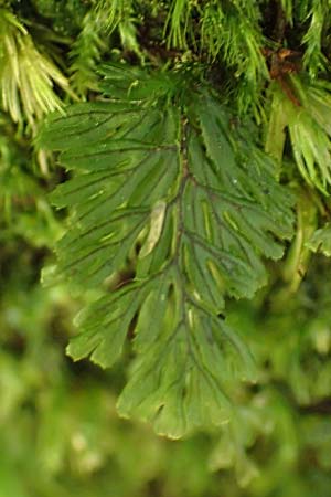 Hymenophyllum tunbrigense \ Englischer Hautfarn, F Turquestein-Blancrupt 5.6.2018