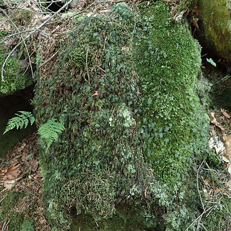 Hymenophyllum tunbrigense \ Englischer Hautfarn / Tunbridge Filmy Fern, F Turquestein-Blancrupt 5.6.2018