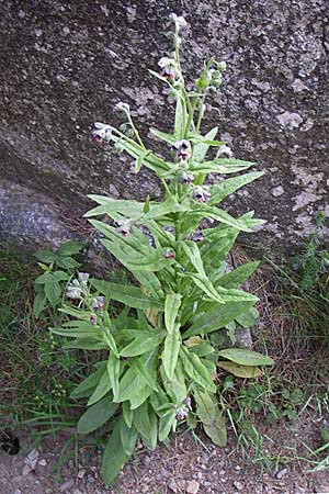 Cynoglossum officinale \ Gewhnliche Hundszunge, F Pyrenäen, Eyne 25.6.2008