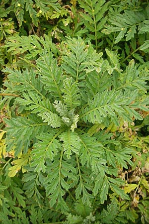 Descurainia tanacetifolia \ Rainfarn-Rauke, F Botan. Gar.  Tourmalet 26.8.2011