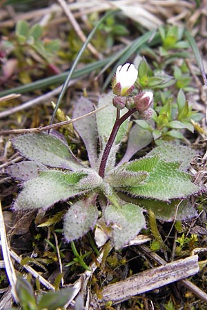 Draba verna agg. \ Frhlings-Hungerblmchen / Common Whitlowgrass, F Erstein 16.3.2013