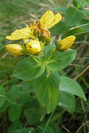 Hypericum richeri subsp. burseri \ Bursers Johanniskraut / Burser's St. John's-Wort, F Pyrenäen/Pyrenees, Gourette 25.8.2011