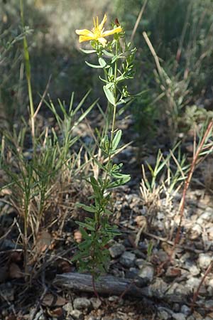 Hypericum perforatum \ Echtes Johanniskraut, Tpfel-Hartheu, F Pyrenäen, Molitg-les-Bains 23.7.2018