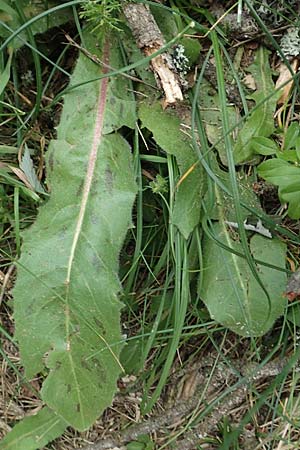 Trommsdorffia maculata \ Geflecktes Ferkelkraut / Spotted Cat's-Ear, F Pyrenäen/Pyrenees, Col de Mantet 28.7.2018