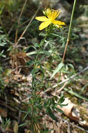 Hypericum perforatum \ Echtes Johanniskraut, Tpfel-Hartheu / Perforate St. John's-Wort, F Pyrenäen/Pyrenees, Caranca - Schlucht / Gorge 30.7.2018