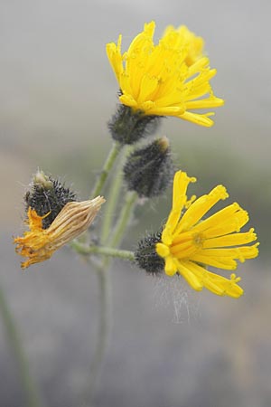 Hieracium fallacinum ? \ Trgerisches Habichtskraut / Fallacious Hawkweed, F Elsass/Alsace, Blodelsheim 9.6.2010