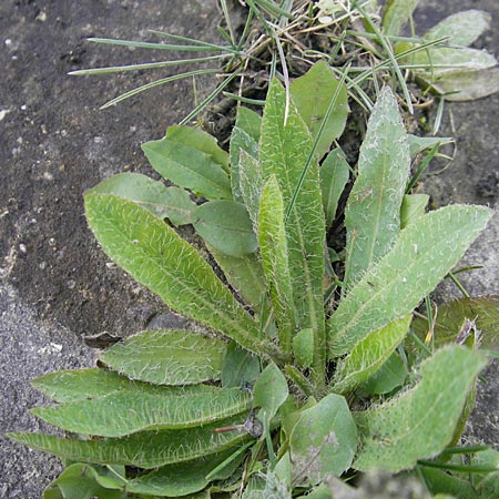 Hieracium fallacinum ? \ Trgerisches Habichtskraut / Fallacious Hawkweed, F Elsass/Alsace, Blodelsheim 9.6.2010