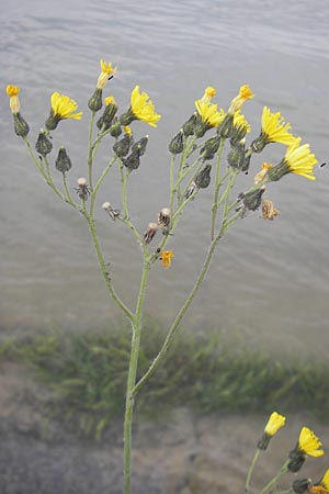 Hieracium fallacinum ? \ Trgerisches Habichtskraut / Fallacious Hawkweed, F Elsass/Alsace, Blodelsheim 9.6.2010