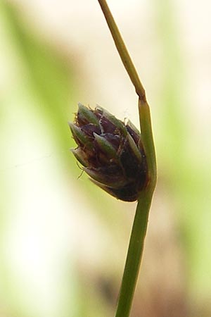 Isolepis setacea \ Borsten-Moorbinse / Bristle Club Rush, F Bitche 10.7.2010