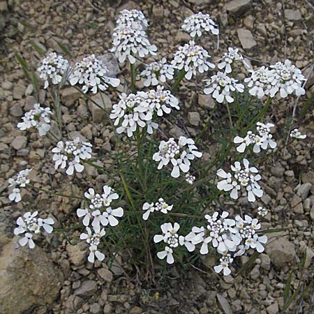 Iberis pinnata \ Fiederblttrige Schleifenblume / Winged Candytuft, F Lapanouse-de-Cernon 14.5.2007