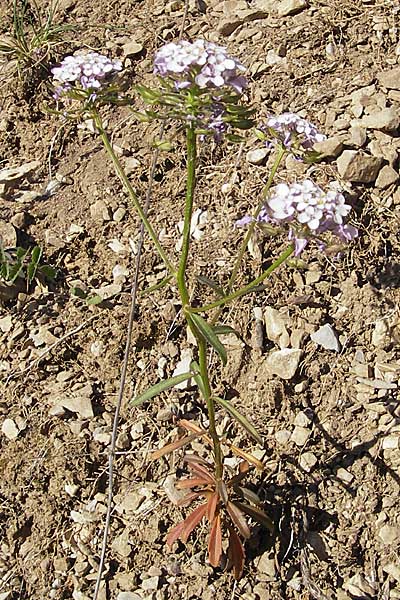 Iberis linifolia \ Leinblttrige Schleifenblume / Flax-Leaved Candytuft, F Tarn - Schlucht / Gorge 29.5.2009