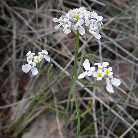 Iberis pinnata \ Fiederblttrige Schleifenblume, F Lapanouse-de-Cernon 31.5.2009