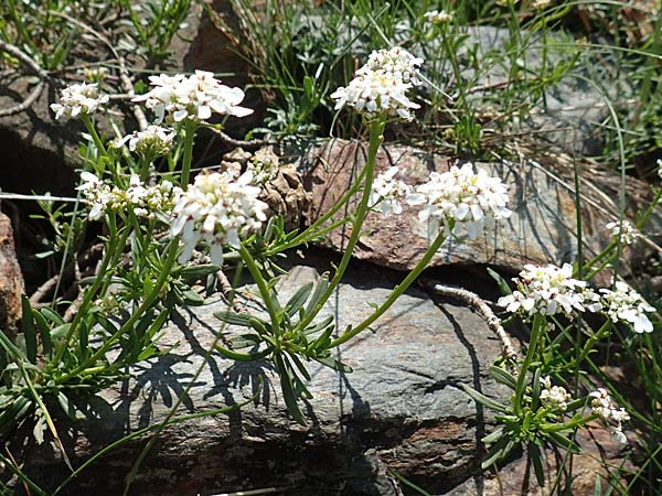 Iberis sempervirens \ Immergrne Schleifenblume / Perennial Candytuft, European Candytuft, F Pyrenäen/Pyrenees, Eyne 4.8.2018