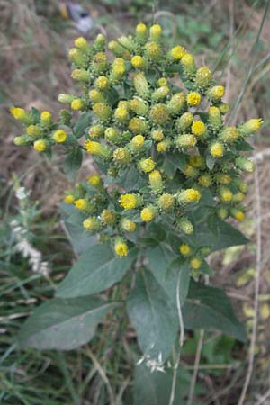 Pentanema squarrosum / Ploughman's Spikenard, F Pyrenees, Villefranche de Conflent 8.8.2006