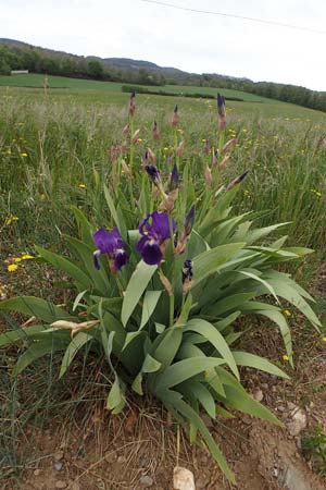 Iris germanica \ Deutsche Schwertlilie / German Iris, F Gap 29.4.2023