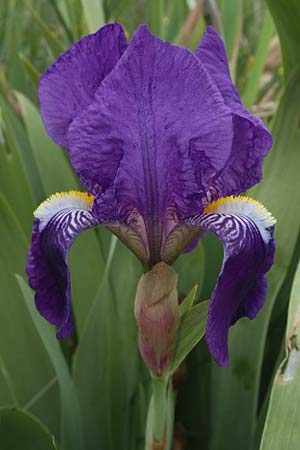 Iris germanica \ Deutsche Schwertlilie / German Iris, F Gap 29.4.2023