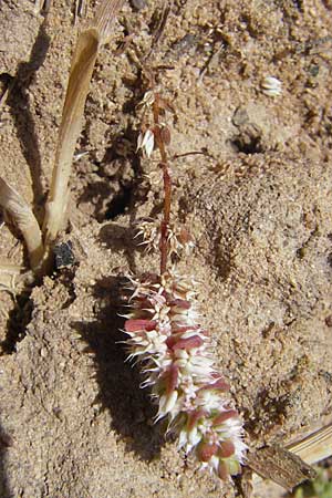 Illecebrum verticillatum \ Knorpelkraut, Quirlige Knorpelblume, F Bitche 10.7.2010