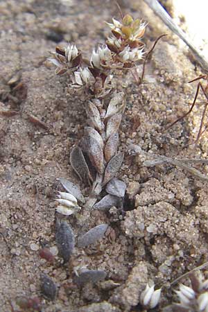 Illecebrum verticillatum \ Knorpelkraut, Quirlige Knorpelblume, F Bitche 10.7.2010