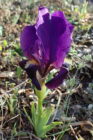 Iris lutescens \ Thyrrenische Zwerg-Iris, Gelbliche Schwertlilie / Dwarf Bearded Iris, F Maures, Les Mayons 15.3.2024