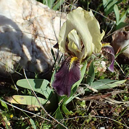 Iris lutescens \ Thyrrenische Zwerg-Iris, Gelbliche Schwertlilie, F Maures, Les Mayons 15.3.2024