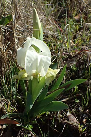 Iris lutescens \ Thyrrenische Zwerg-Iris, Gelbliche Schwertlilie / Dwarf Bearded Iris, F Maures, Les Mayons 15.3.2024