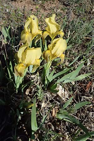 Iris lutescens \ Thyrrenische Zwerg-Iris, Gelbliche Schwertlilie / Dwarf Bearded Iris, F Maures, Les Mayons 15.3.2024