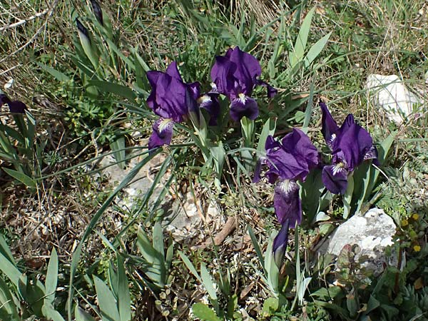 Iris lutescens \ Thyrrenische Zwerg-Iris, Gelbliche Schwertlilie, F Lagnes 16.3.2024