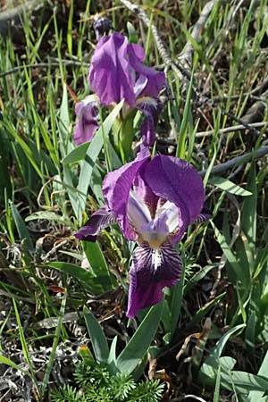 Iris lutescens \ Thyrrenische Zwerg-Iris, Gelbliche Schwertlilie / Dwarf Bearded Iris, F Martigues 17.3.2024