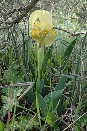 Iris lutescens \ Thyrrenische Zwerg-Iris, Gelbliche Schwertlilie, F Martigues 17.3.2024