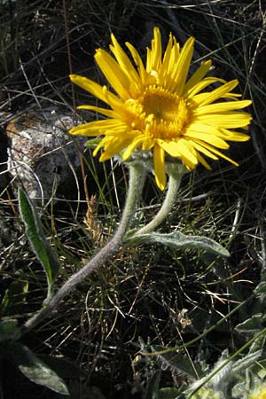 Pentanema montanum \ Berg-Alant / Mountain Fleabane, F Causse du Larzac 7.6.2006