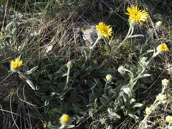 Pentanema montanum \ Berg-Alant / Mountain Fleabane, F Causse du Larzac 7.6.2006