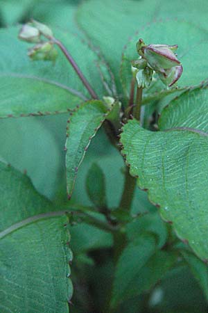 Impatiens balfourii \ Balfours Springkraut / Balfour's Balsam, F Valleraugue 8.6.2006