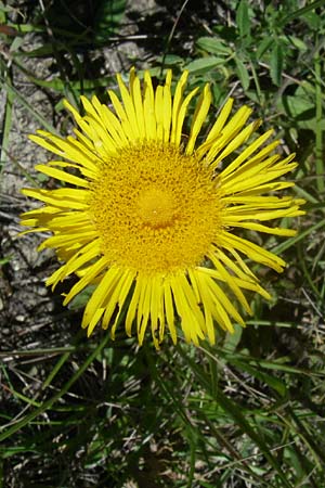 Pentanema montanum \ Berg-Alant / Mountain Fleabane, F La-Palud-sur-Verdon 23.6.2008